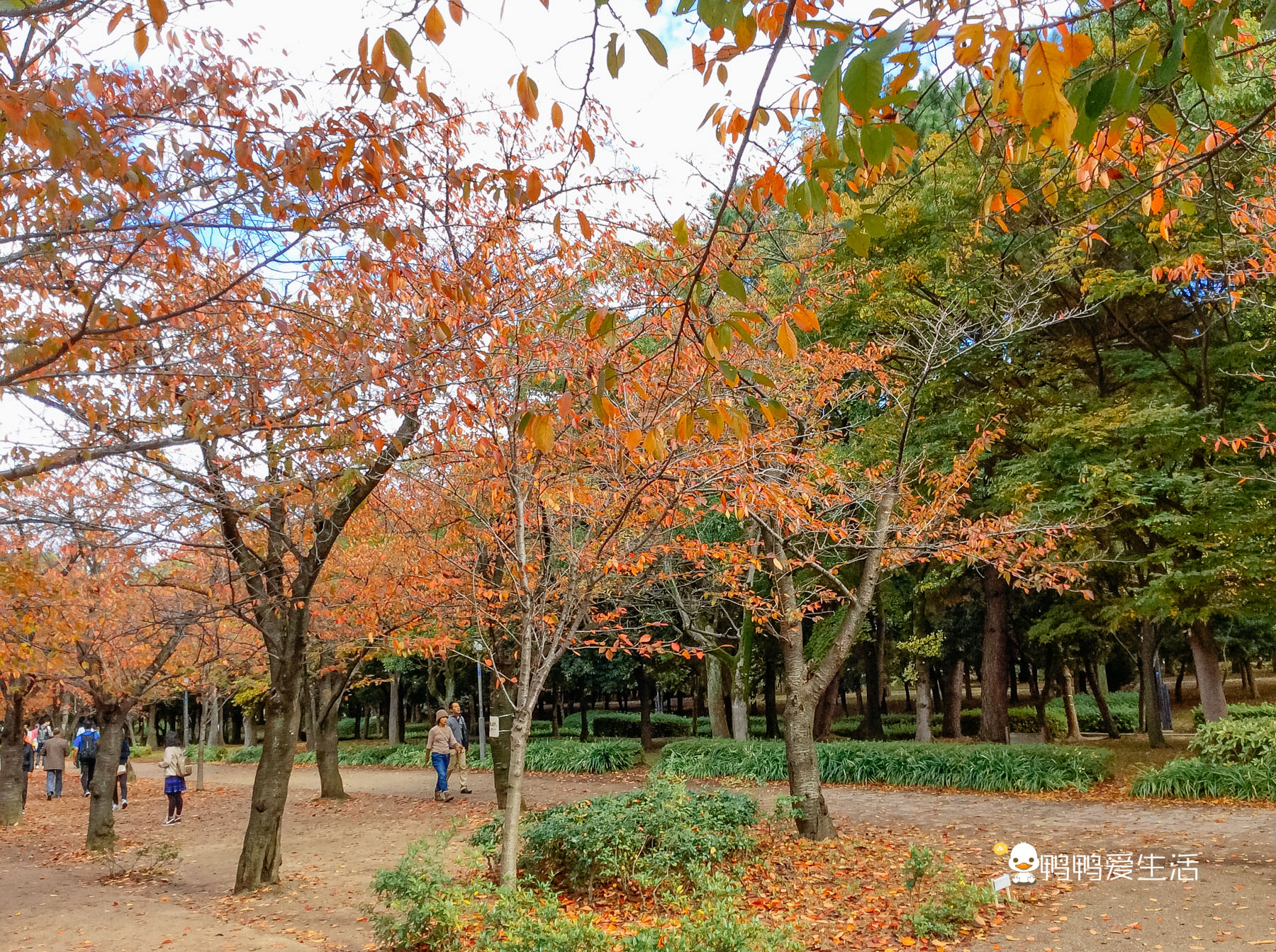 日本大阪最大的公园,日本东京最大公园