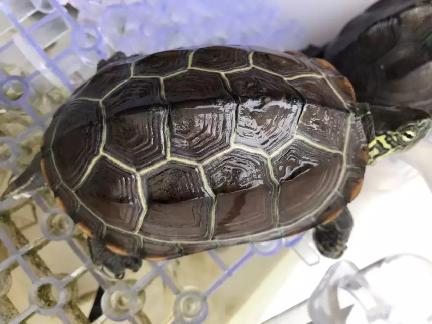 今天学习《龟的生活习性》