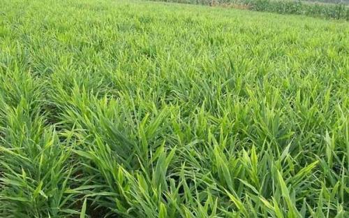 露天地膜栽培生姜出苗注意哪些,6米生姜大棚栽培技术视频教程