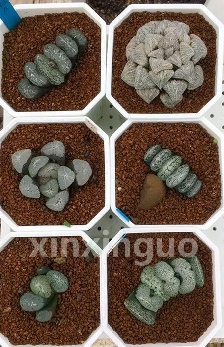 郭氏---台湾行之李瑞斌大棚及布楚礼多肉植物园游记