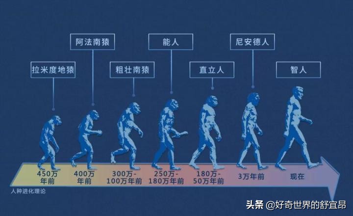 黑猩猩和红毛猩猩大战两只大猩猩,大猩猩和黑猩猩哪种猩猩要厉害