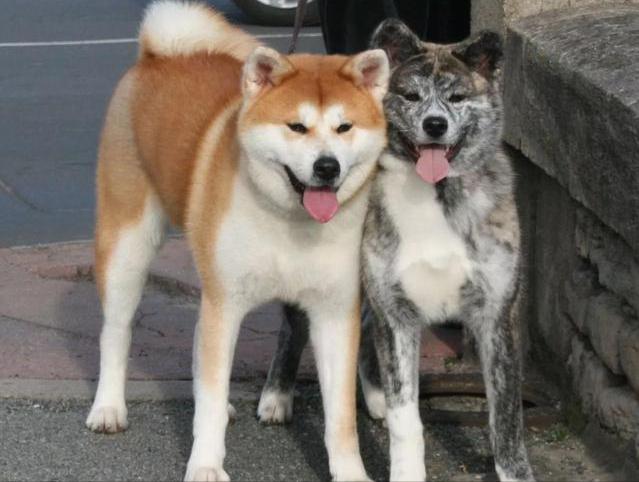 想养秋田犬快来看优缺点分析,想养狗狗幼犬最好养什么狗