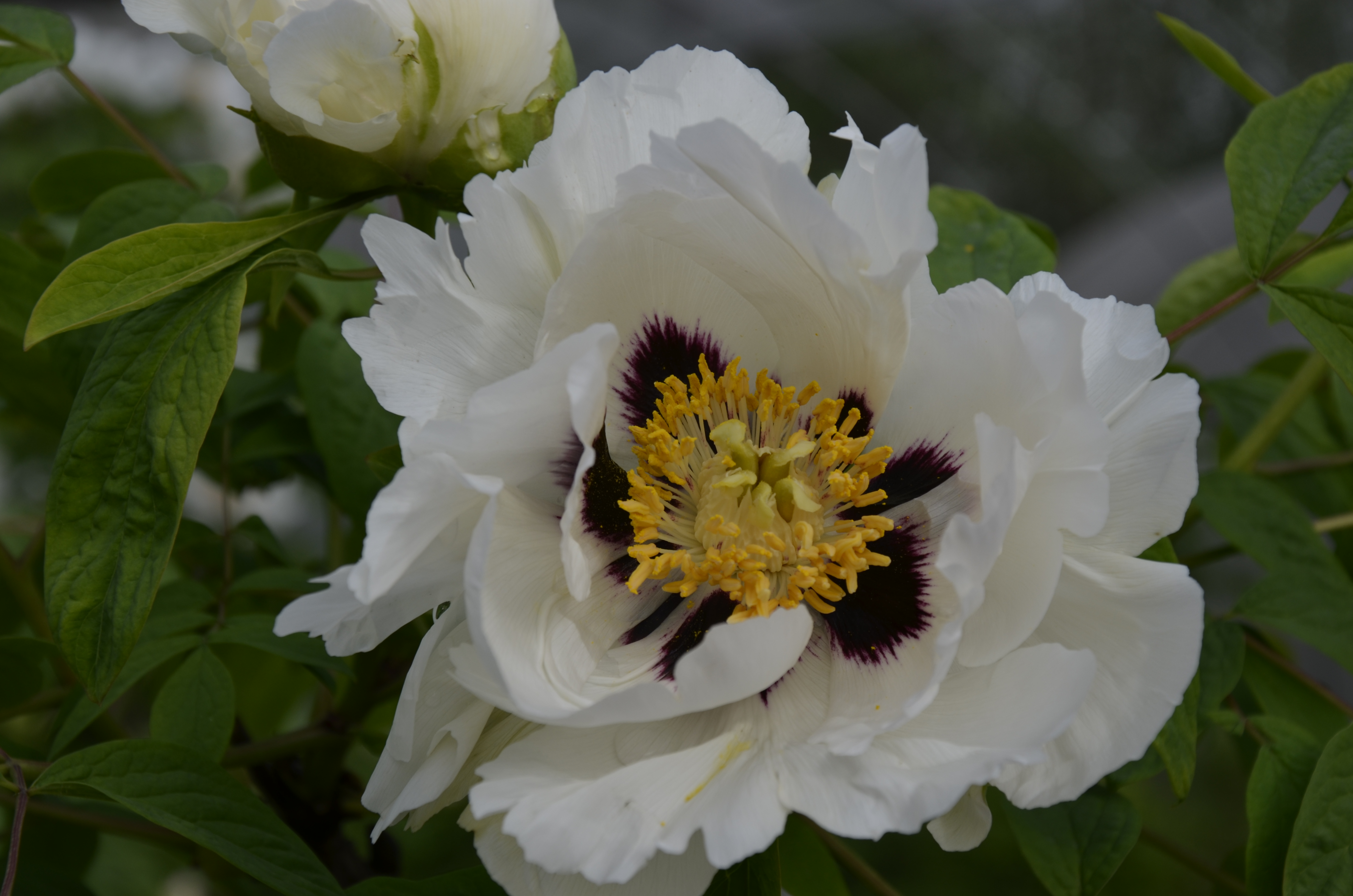 牡丹,熟悉而陌生——“花王”的前世今生,带你重新认识牡丹