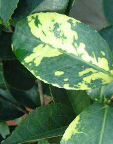 病虫害暴发应急防控措施,病虫害爆发严重轻松应对