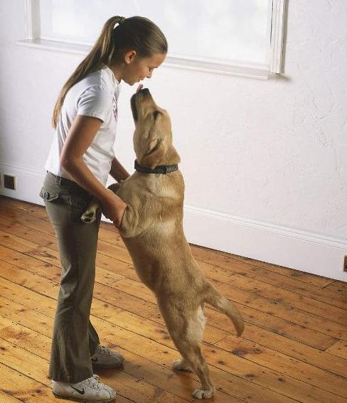 养拉布拉多作为种犬该注意哪些,养拉布拉多犬的好处和坏处