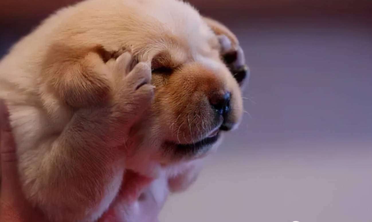 如何训练狗狗四脚踩球,训练狗狗的六大注意事项