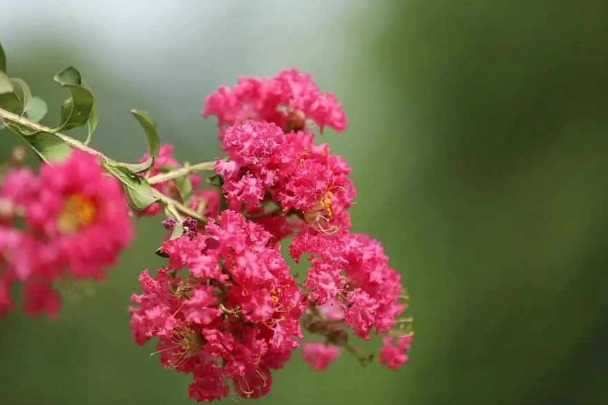 四十年紫薇树,人渐衰老心力也衰吗