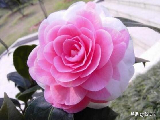 一月到十二月开什么花的诗,关于12个月份花的诗