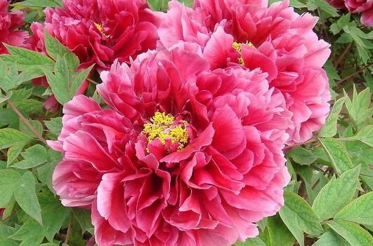 茶花是我国的十大名花吗,中国十大名花图片及花语