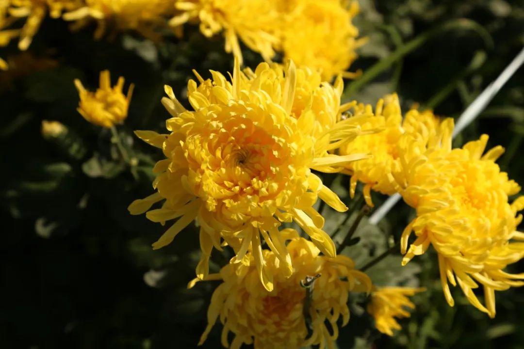 金丝菊茶的功效与作用降火吗,金丝皇菊配什么泡水喝去火又明目