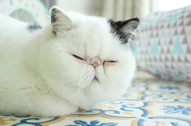 猫每天吃什么,猫一天需要吃几顿饭