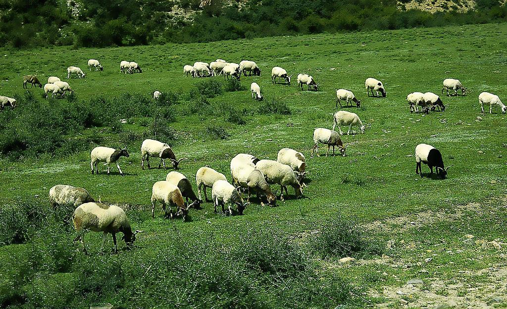 全球十大羊奶粉品牌排行榜10强,排名前十的进口羊奶粉品牌是哪些
