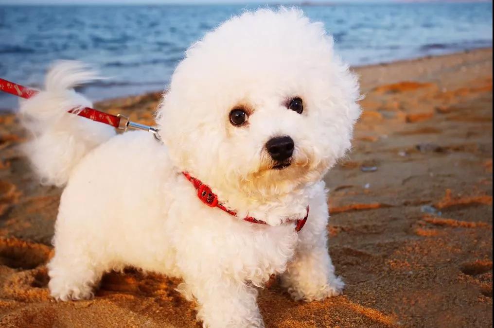 比熊犬好处,比熊犬为什么不建议新手养