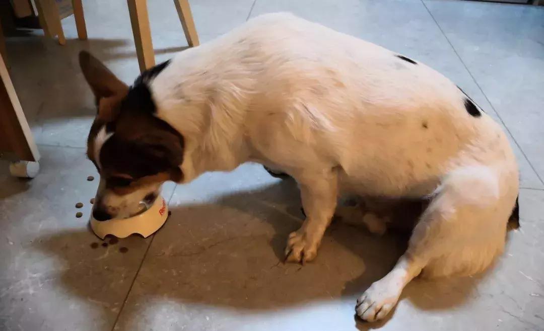 男人女人小孩咱都说过了,今天来说说这个重要家庭成员