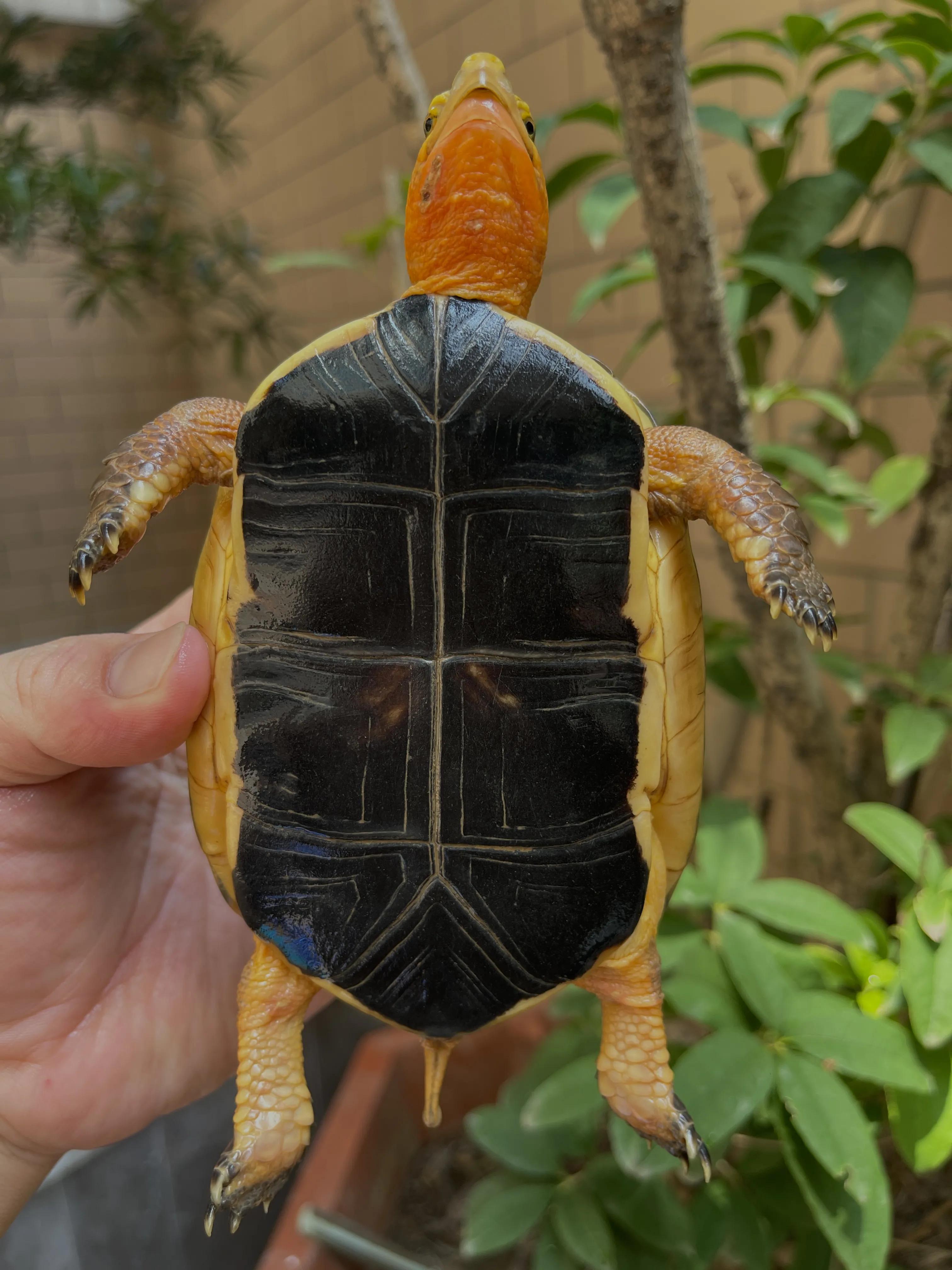 乌龟冬眠后不进食怎么回事,乌龟冬眠要喂吃的吗