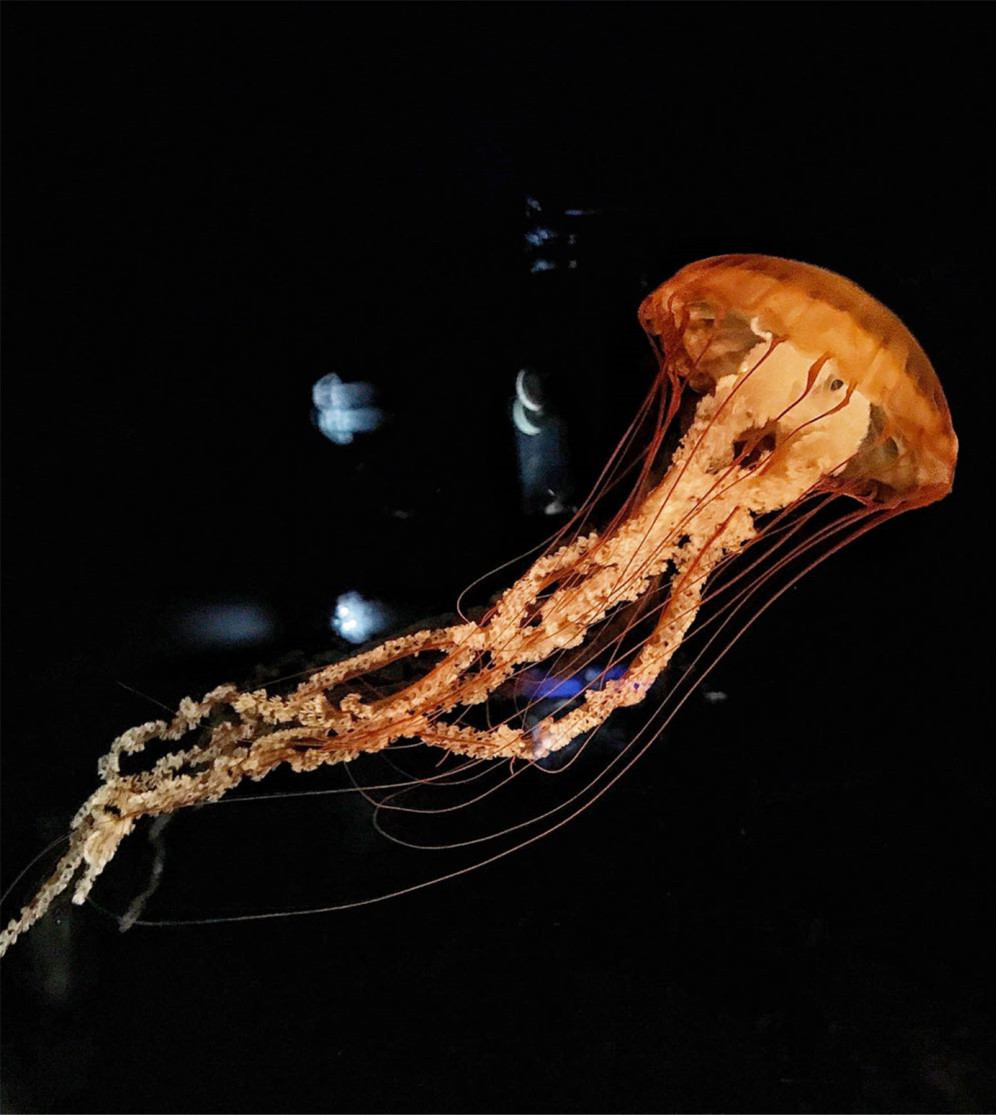 G20后大阪更好玩了！怎么订机票更省钱