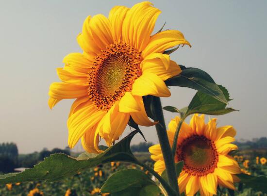 向日葵向太阳生长说明什么,向日葵为什么朝向太阳的原因