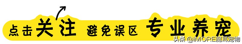 如何挑选一款适合狗狗的狗粮,怎么挑选狗狗最好的狗粮