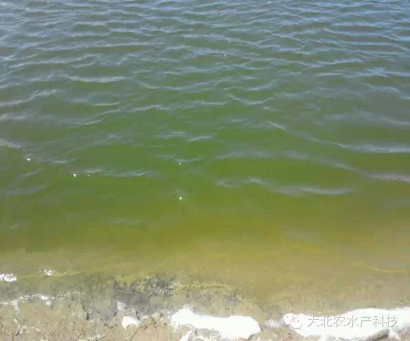 全程硅藻水养虾成功率将大大提高,养虾需要什么条件和技术循环养殖