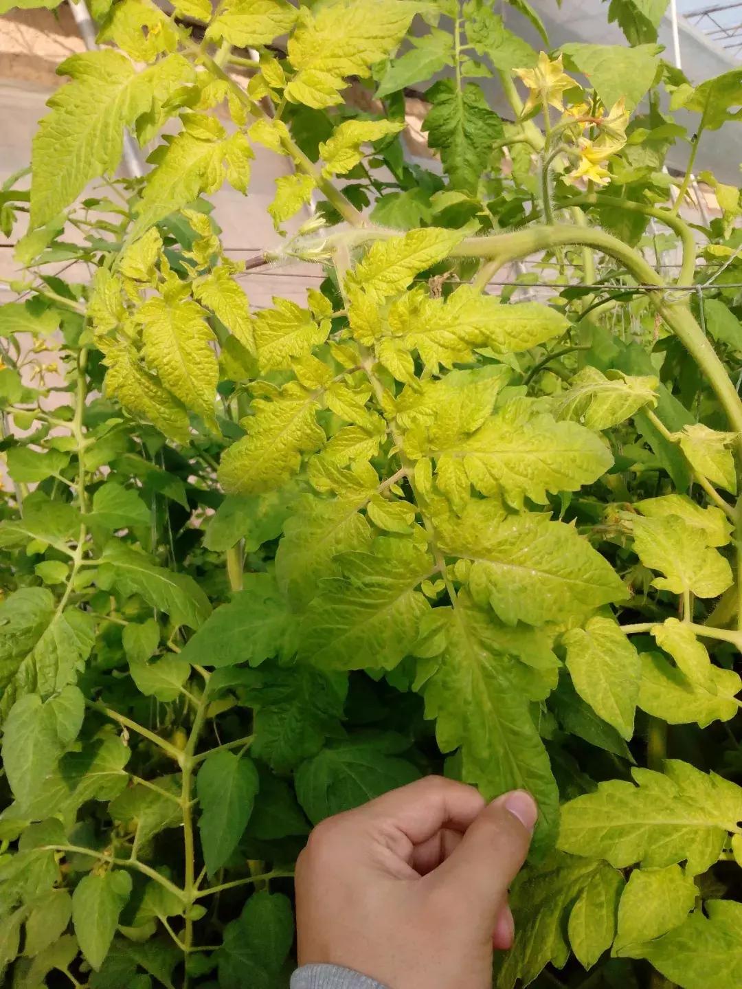 地没劲,根系弱,病害多......这些方法最管用