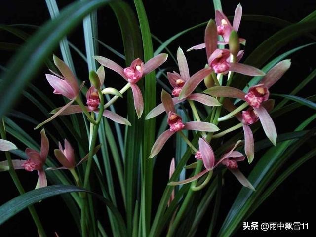 兰花种植养兰之路没有捷径,兰花什么兰新手最好养