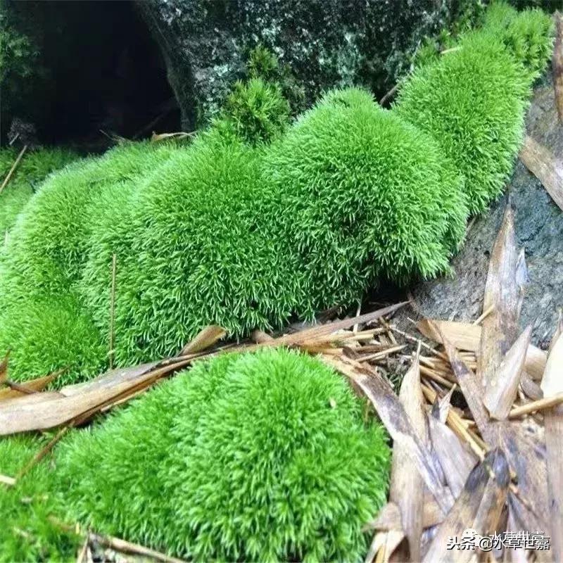 30cm水陆缸适合养什么,水陆缸植物前景中景后景搭配介绍