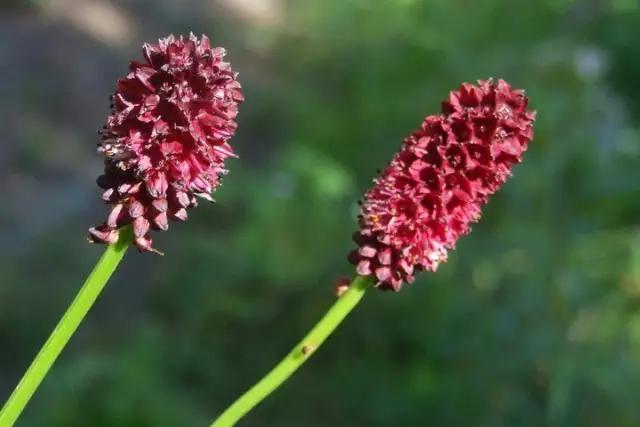 冬天常见中药植物图片及功效,花期长的草本植物图片