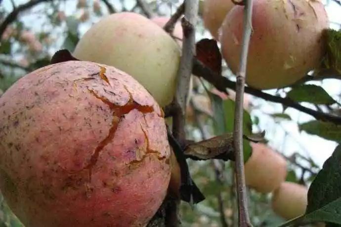 苹果套袋后腐烂啥原因,苹果套袋后管理方法