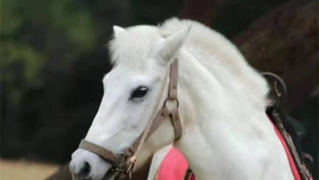 白龙马从马棚走出来的故事,西游记白龙马的悲惨晚年