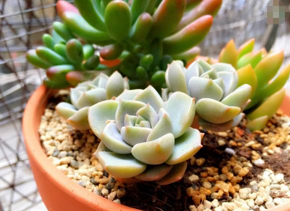 冬天多肉种好后怎么处理,多肉怎么过冬保暖