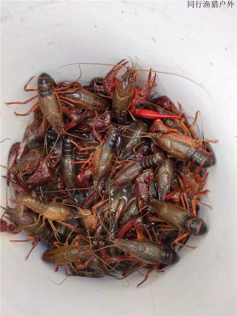 野钓笔记2018,钓龙虾日记100字