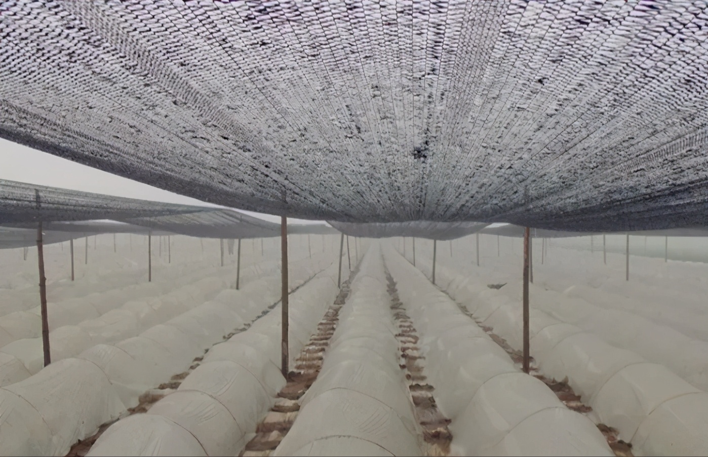 姜的种法和田间管理,大姜种植技术和管理技术书