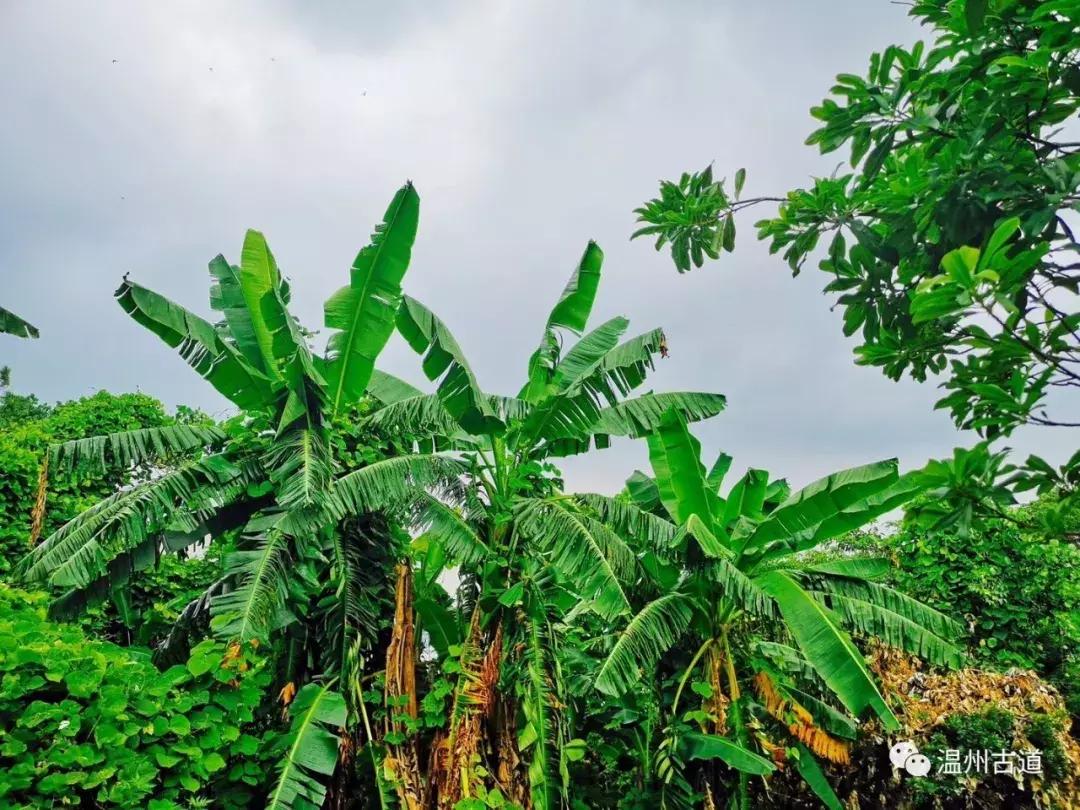 平阳鸣山古村落图片,千年古村平阳县鸣山村古城夜景