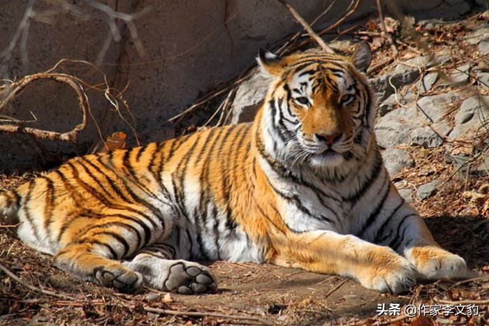 北京作家肥猪满圈最新视频,北京作家肥猪满圈