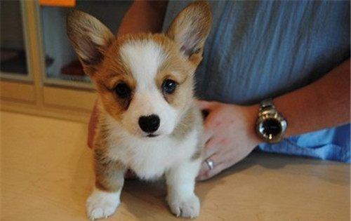 狗突然尿频吃什么药好,狗狗突然尿频是什么原因