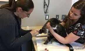 猫咪大部分是什么血型,猫咪的血型有哪几种