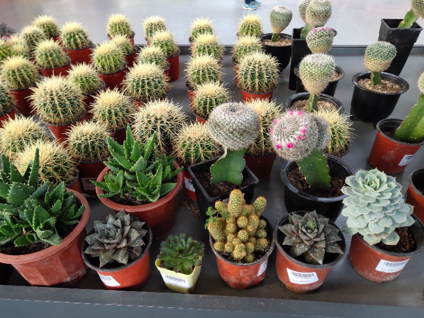 南通洲际绿博园春节免费吗,南通洲际绿博园有哪些免费项目