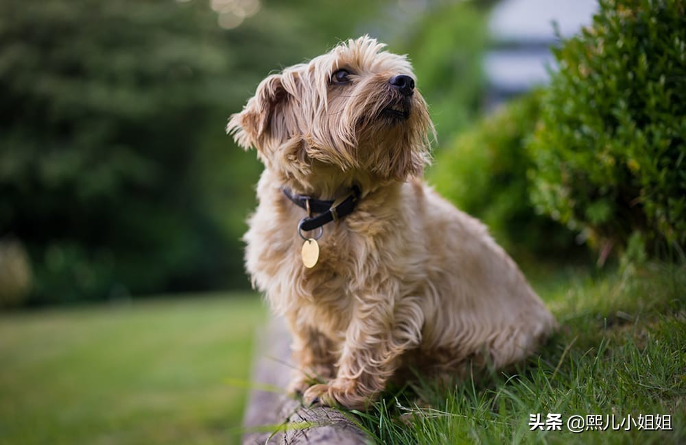 十大名贵犬种及价格,名贵小型犬种大全视频