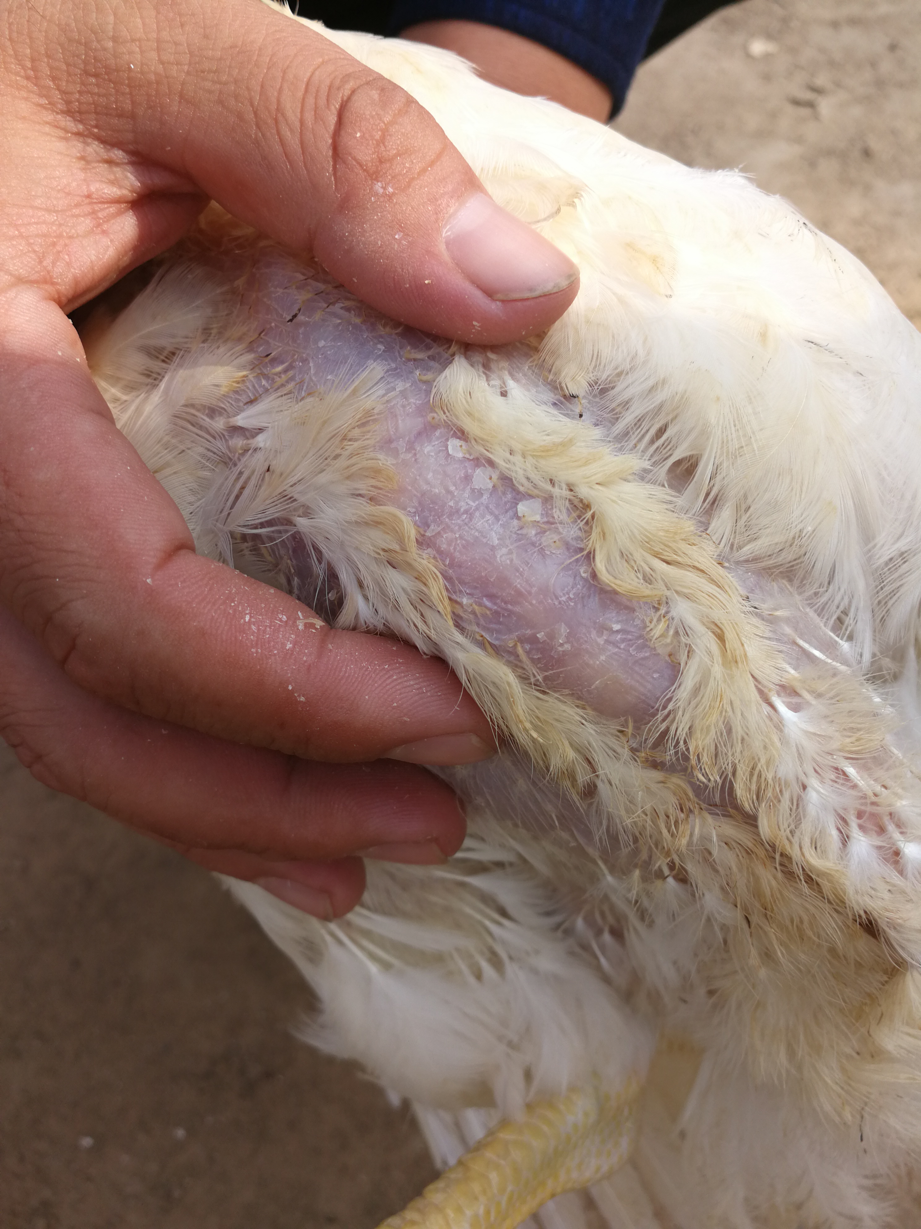 817肉鸡吃得多不长肉怎么回事,817肉鸡后期吃料少是什么原因