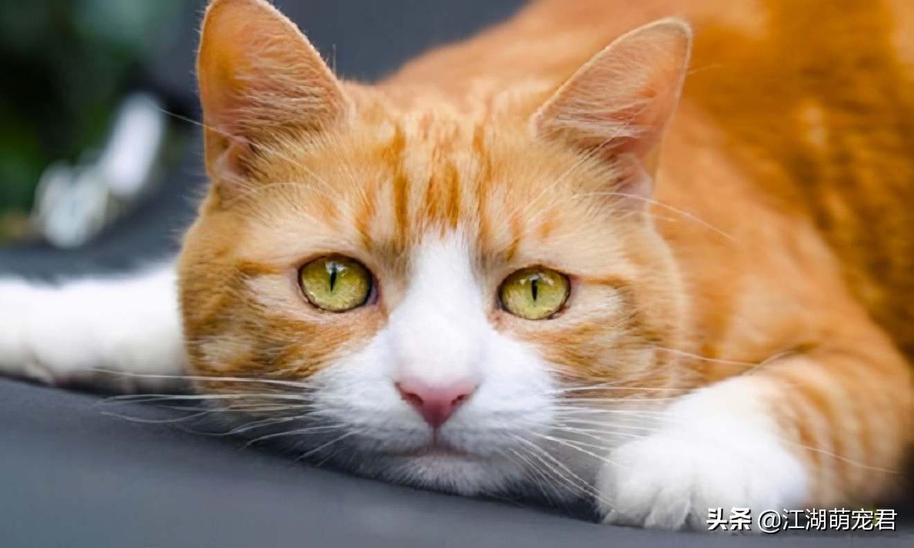 新手如何养猫田园猫,养田园猫的必备知识和技巧