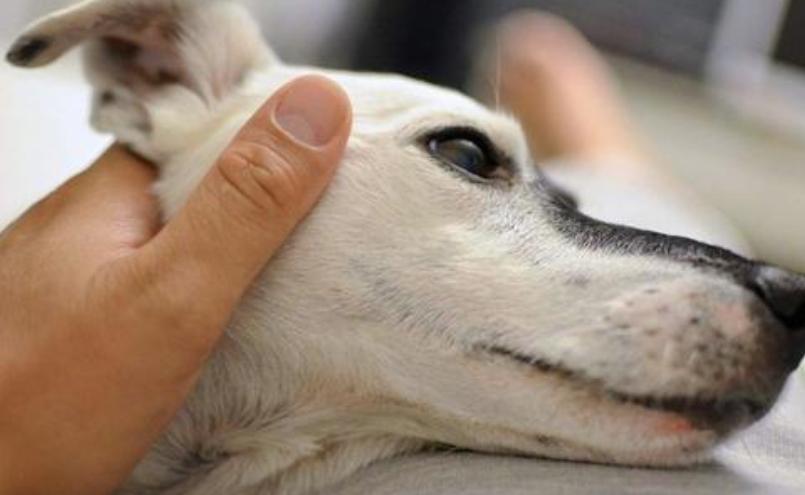 每天给狗狗梳毛的正确方法,给狗狗梳毛的正确方法