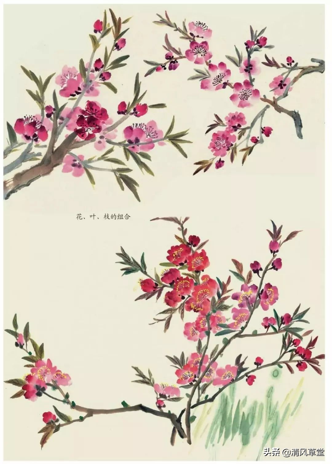 少儿国画花卉画法视频,各种花卉的100种画法