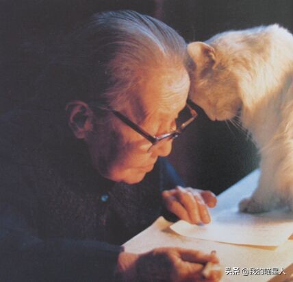 猫的魅力有多大?就连著名作家冰心奶奶也是资深“猫奴”