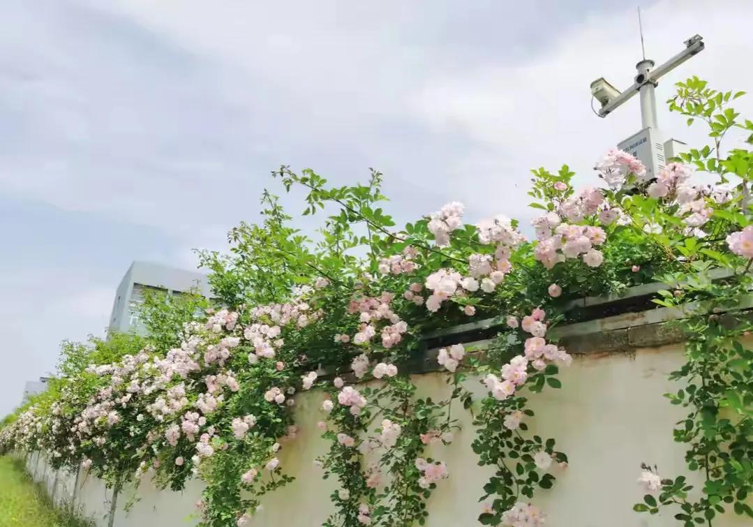 被偏爱的我注定有恃无恐,我知道你想要的只是一份偏爱