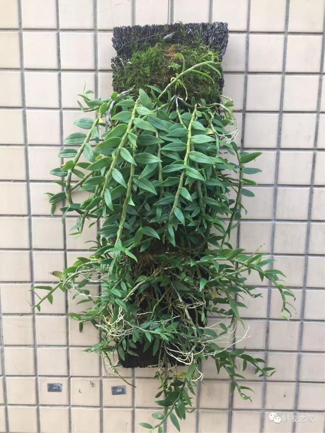 石斛兰用苔藓包着水培不烂根吗,香水石斛兰烂根重栽怎么浇水