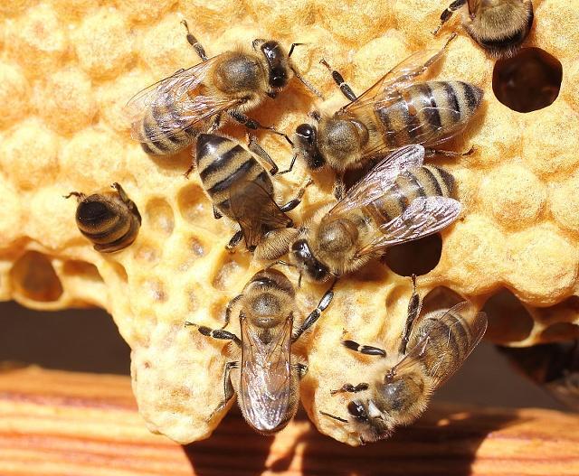 分蜂后蜂王又回来被围,怎么更换蜂王蜜蜂才不会分蜂