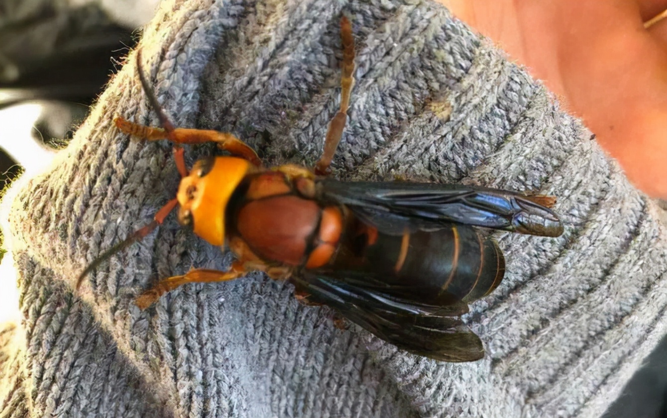 罕见！四川一男子收获2.4米196斤红娘大黑蜂蜂窝，它究竟有多毒？