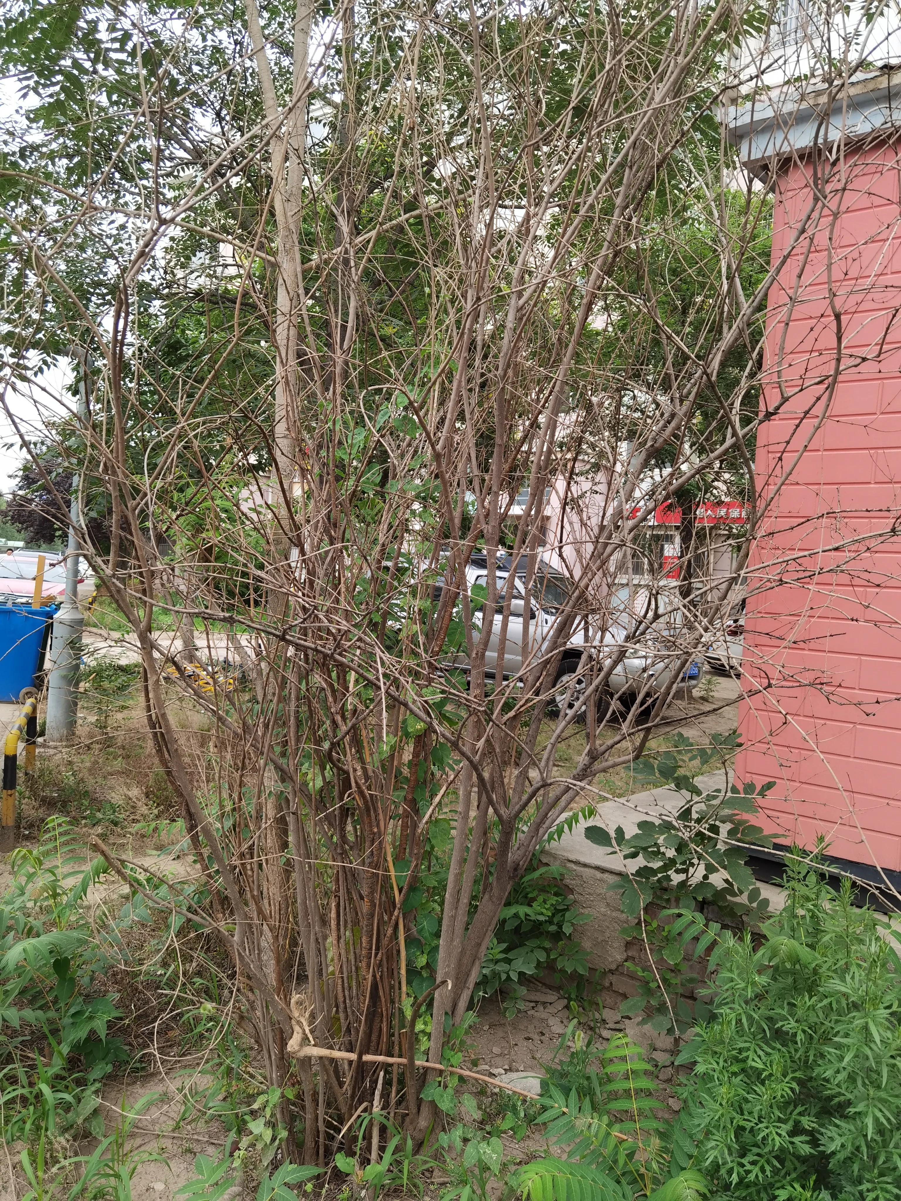 七月来了,天津小区知了钻出地面,曾经枯死的石榴树竟有发芽的