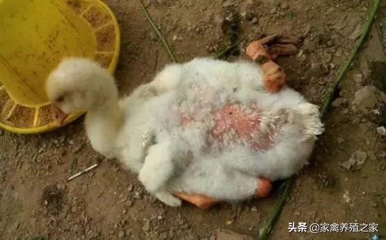 鹅啄羽的原因是什么,鹅啄羽的原因及防治方法