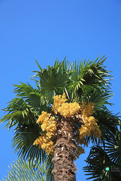 院子适合种的花和设计,庭院设计植物大全